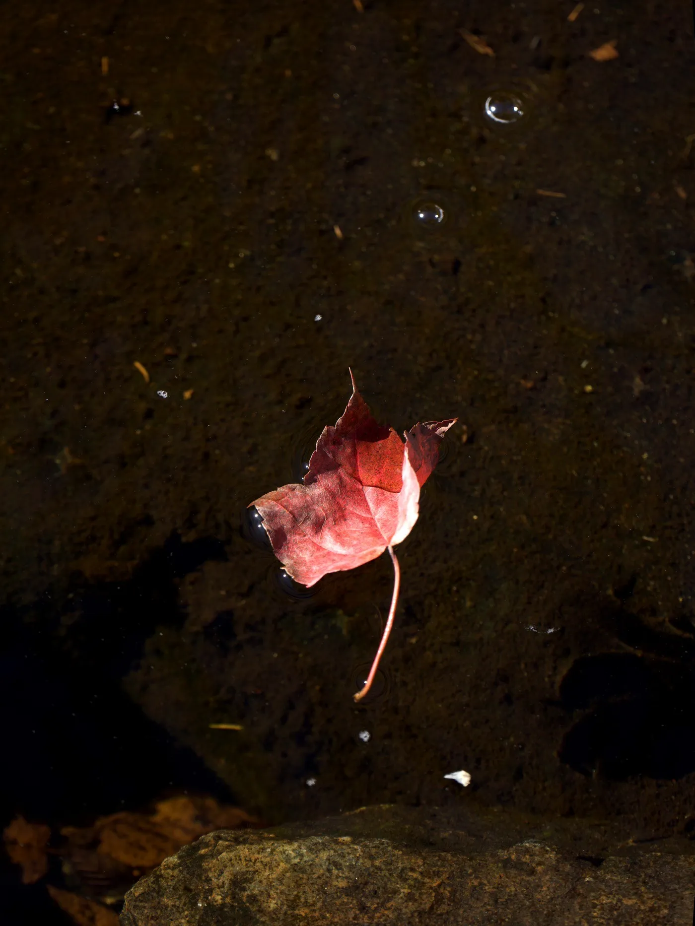 A red maple leaf floating on dark shallow water, with a long stem and a stone at the bottom edge